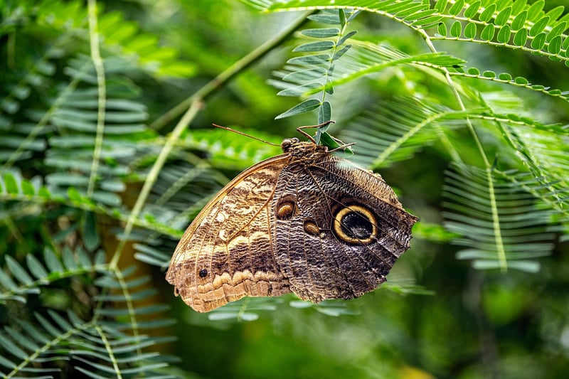 Butterfly Effect Mysteries